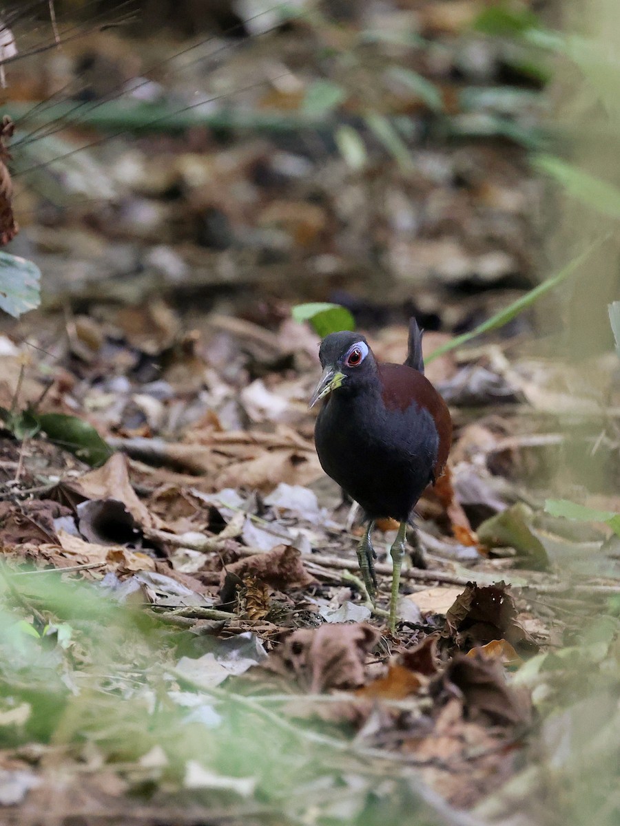 Blue-faced Rail - ML646702135