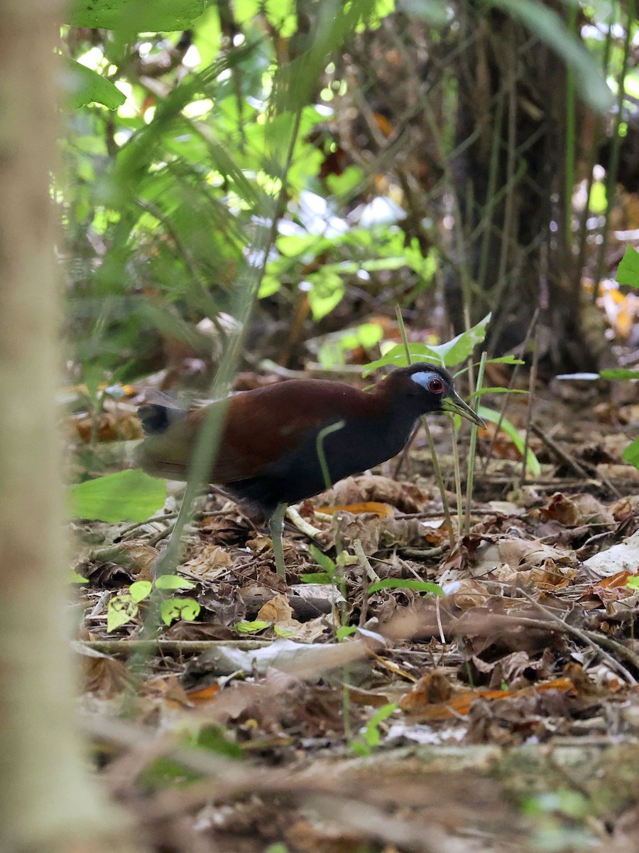 Blue-faced Rail - ML646702136