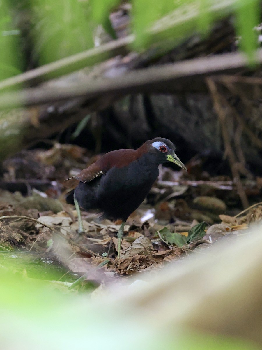 Blue-faced Rail - ML646702137