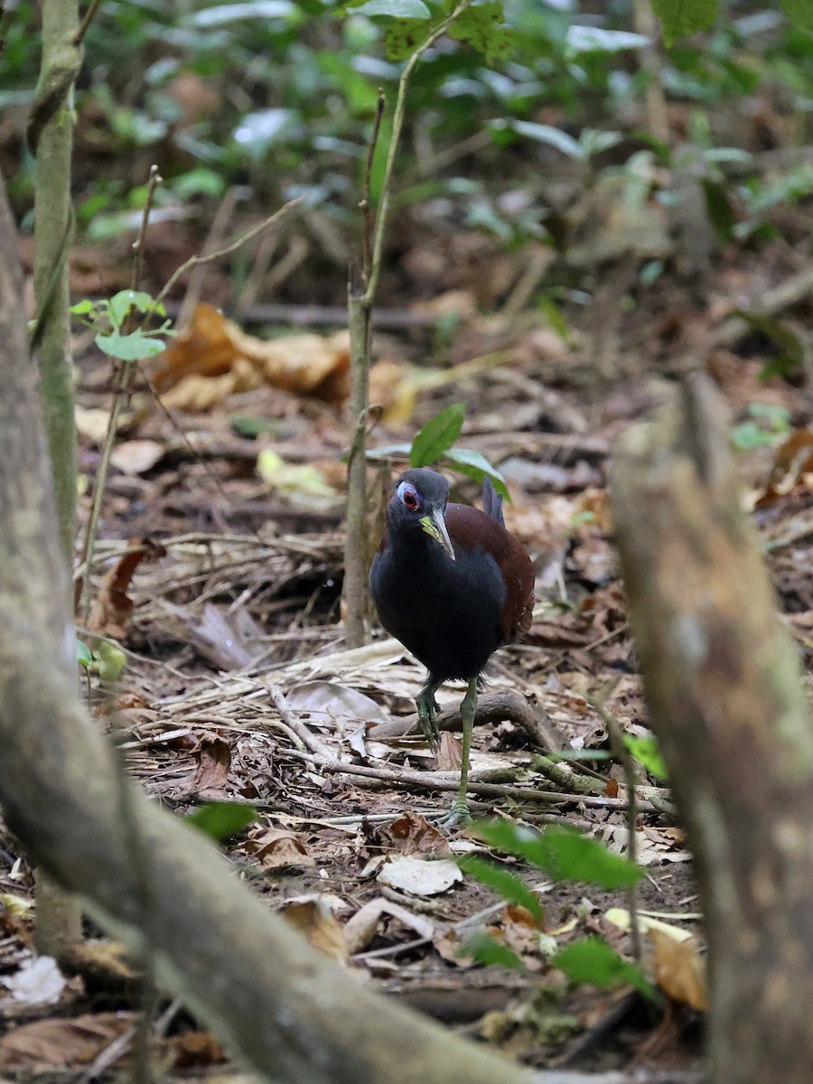Blue-faced Rail - ML646702138
