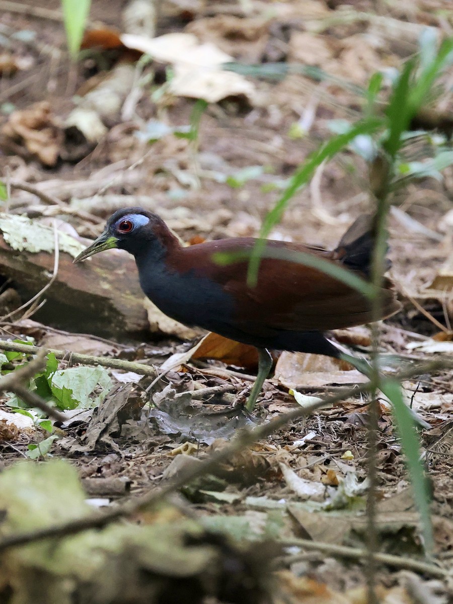 Blue-faced Rail - ML646702139