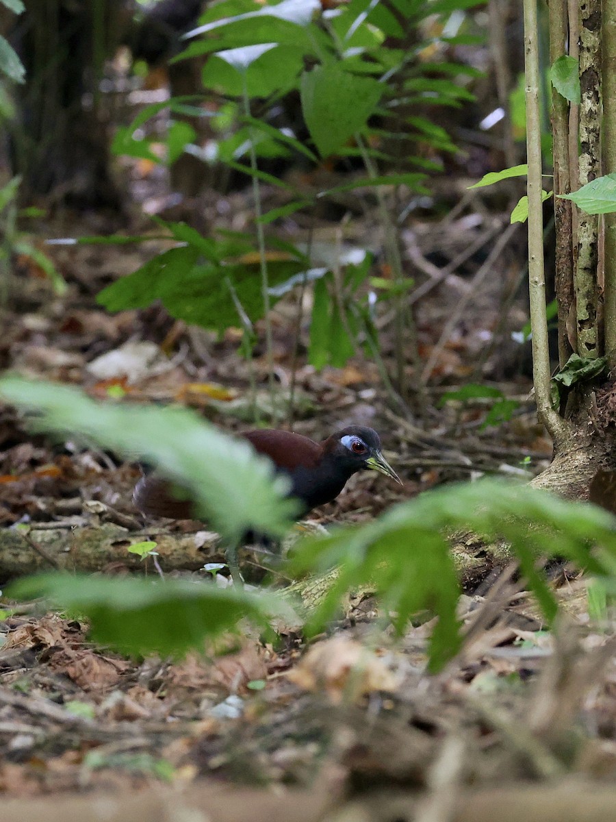 Blue-faced Rail - ML646702140