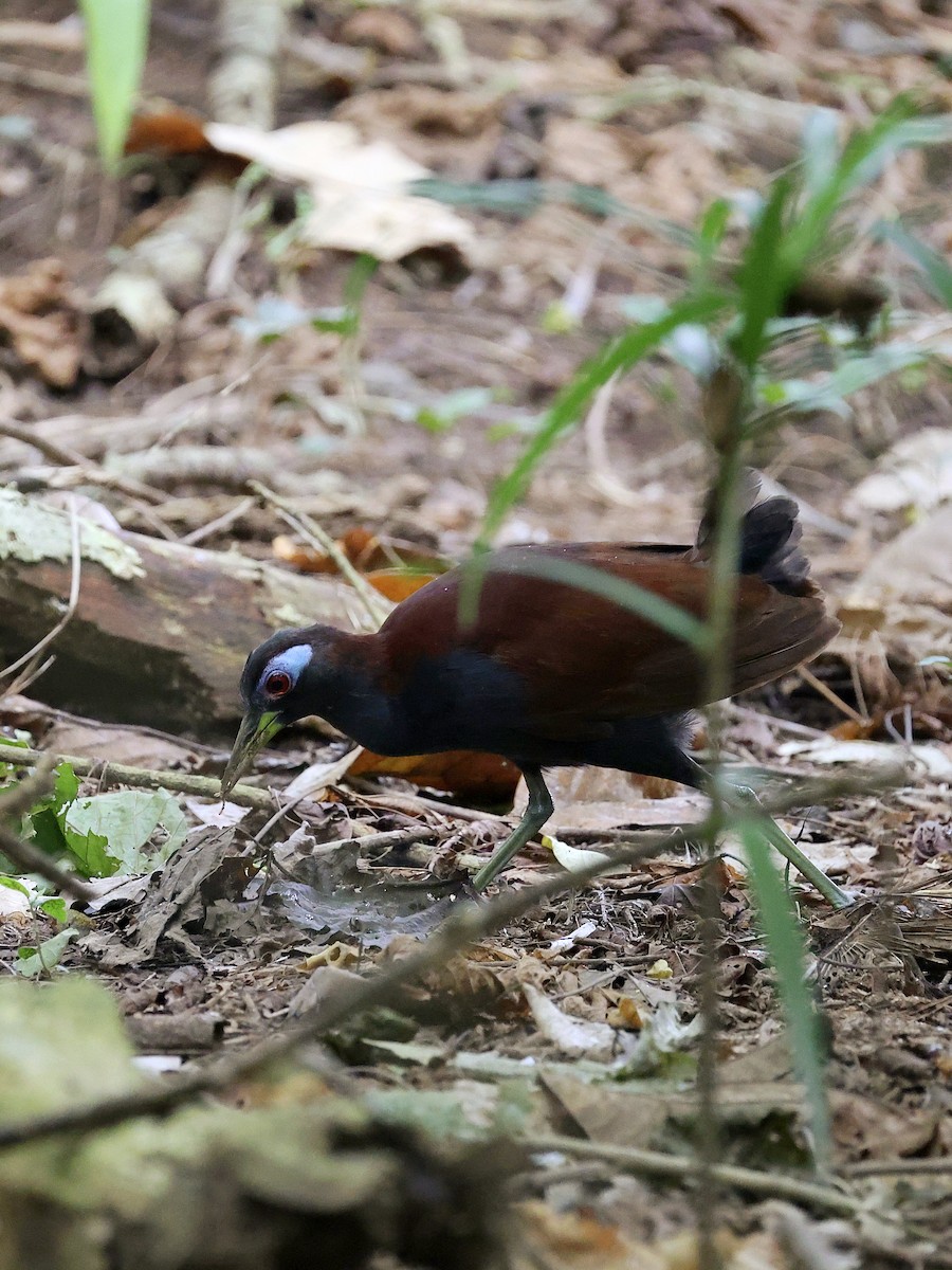 Blue-faced Rail - ML646702141