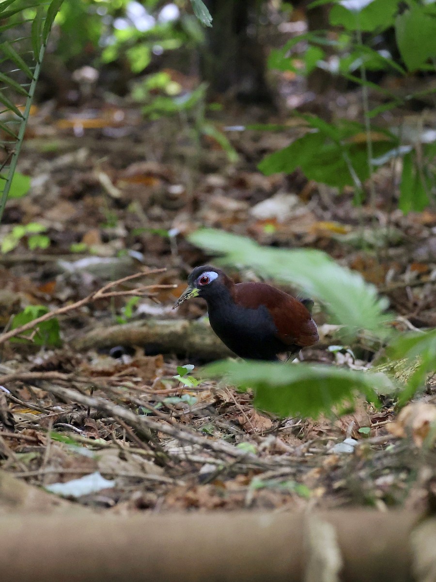 Blue-faced Rail - ML646702142