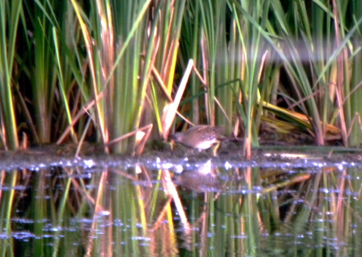 Spotted Crake - ML646702143
