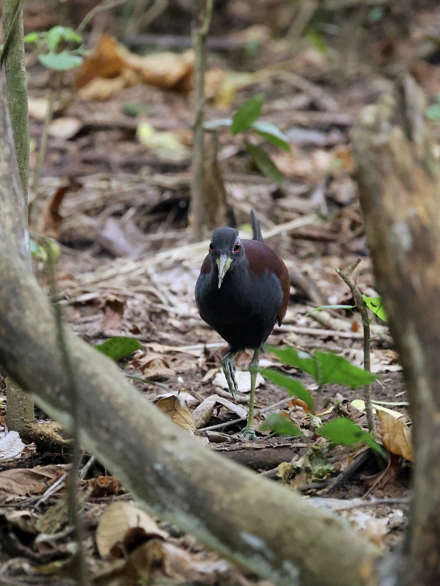 Blue-faced Rail - ML646702144