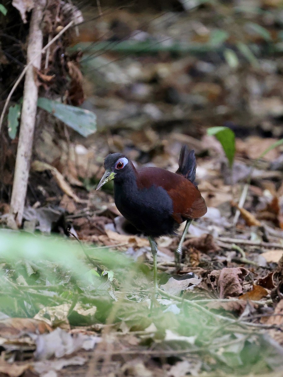Blue-faced Rail - ML646702145