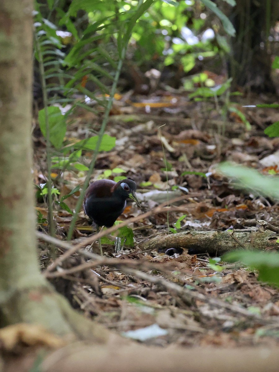 Blue-faced Rail - ML646702146