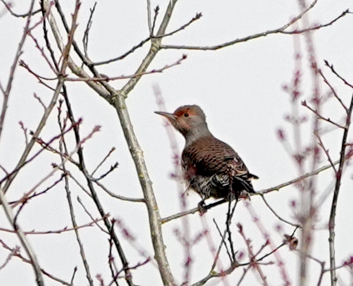 Northern Flicker - ML646702147