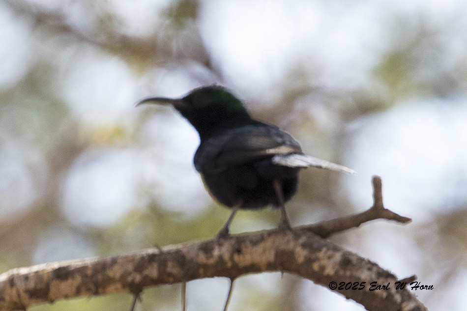Нектаркові sp. (sunbird sp.) - ML646702148