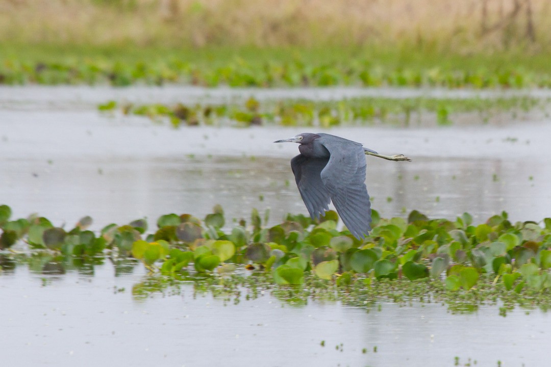 Little Blue Heron - ML646702149