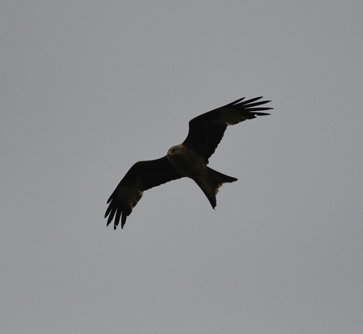 luňák červený (ssp. milvus) - ML646702150