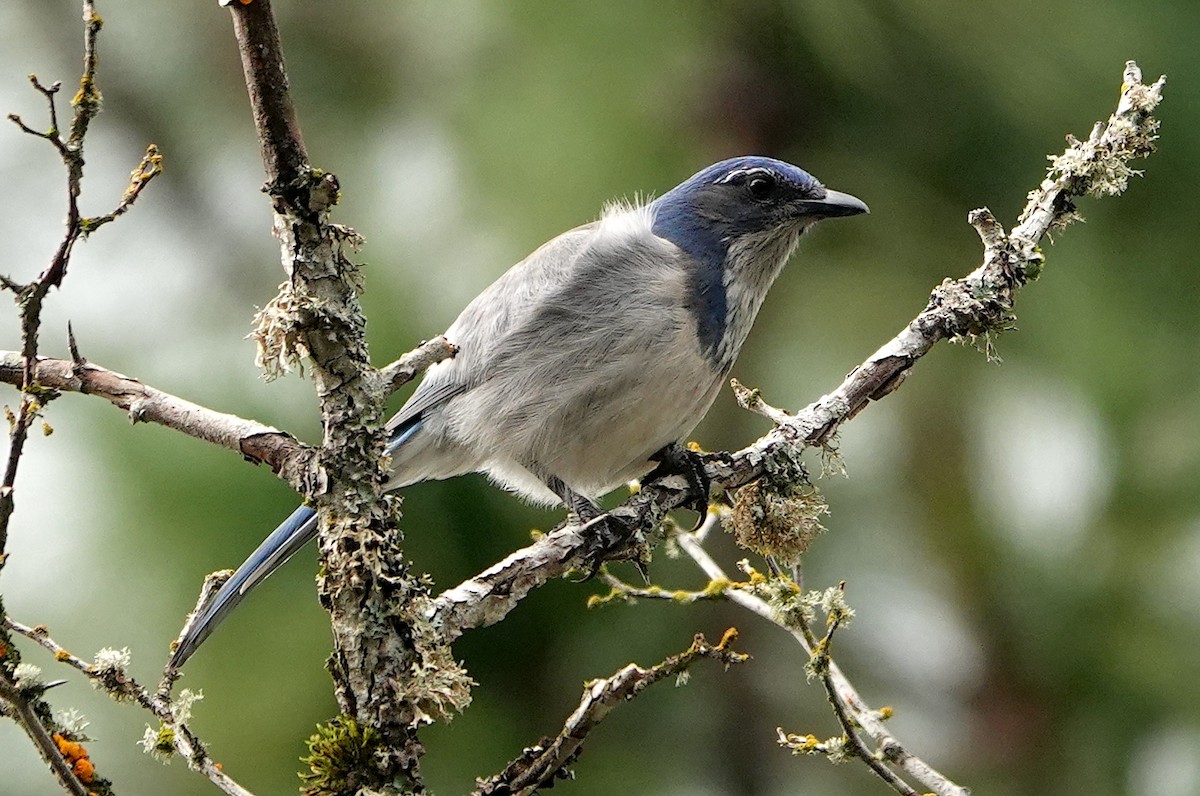 California Scrub-Jay - ML646702152