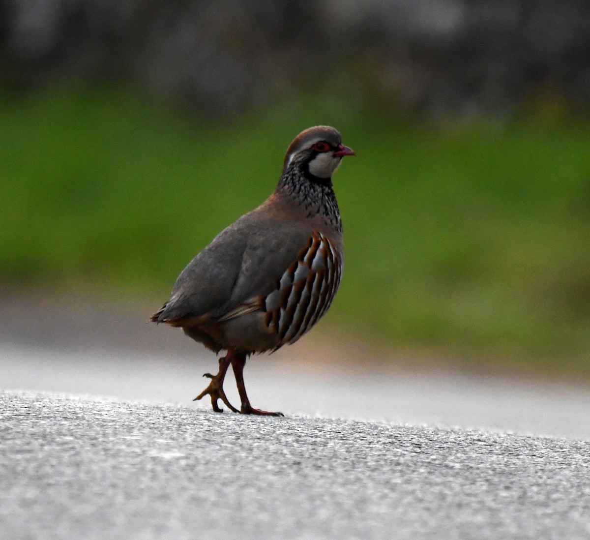 Pernice rossa - ML646702159