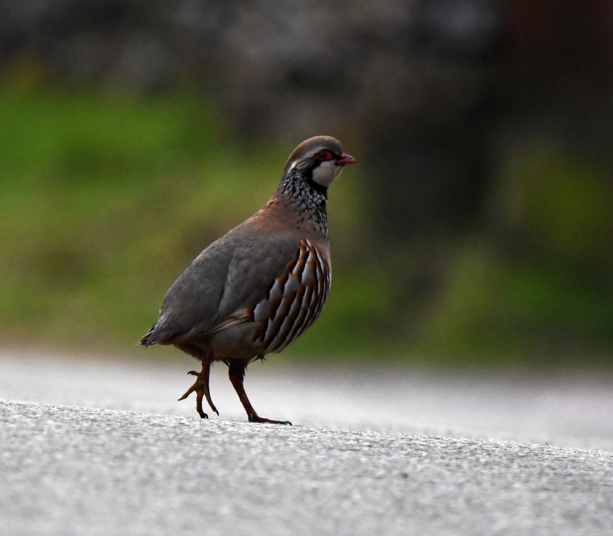 Pernice rossa - ML646702160