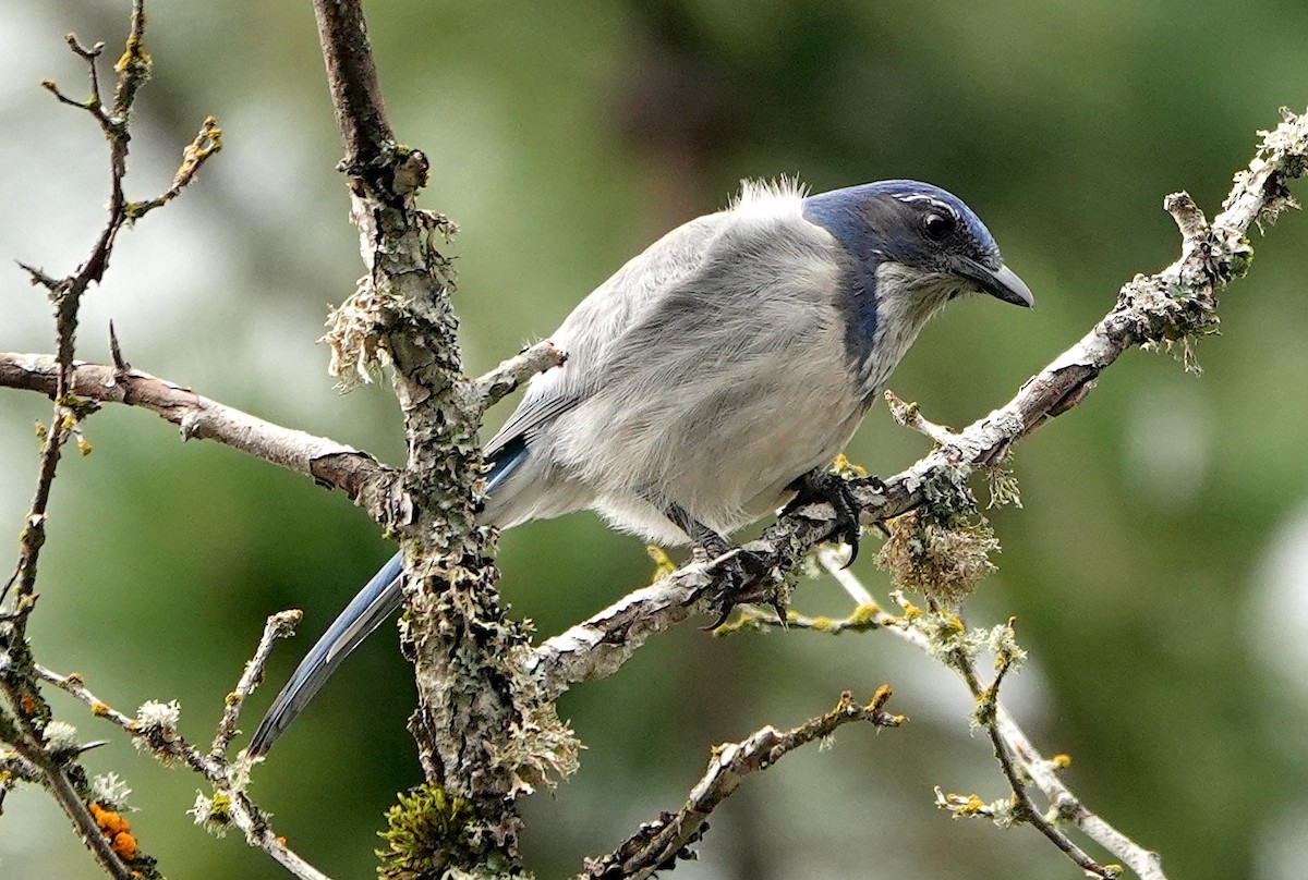 California Scrub-Jay - ML646702161