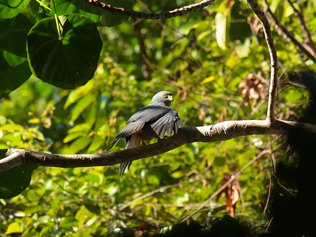 Moluccan Goshawk - ML646702165