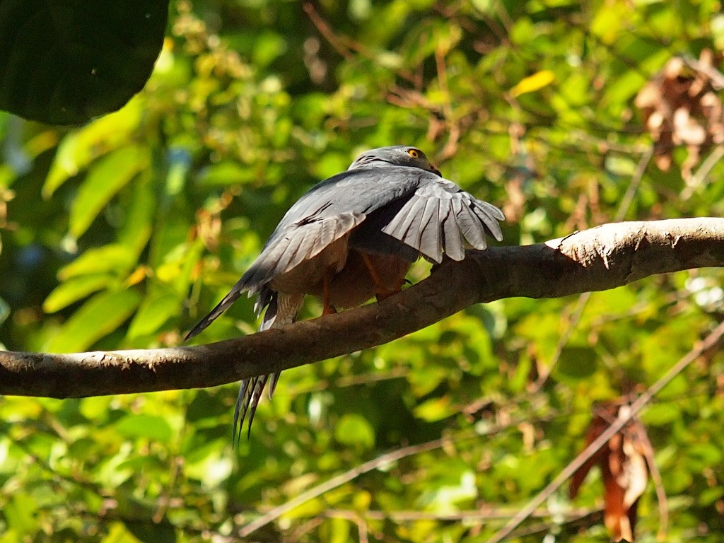 Moluccan Goshawk - ML646702166