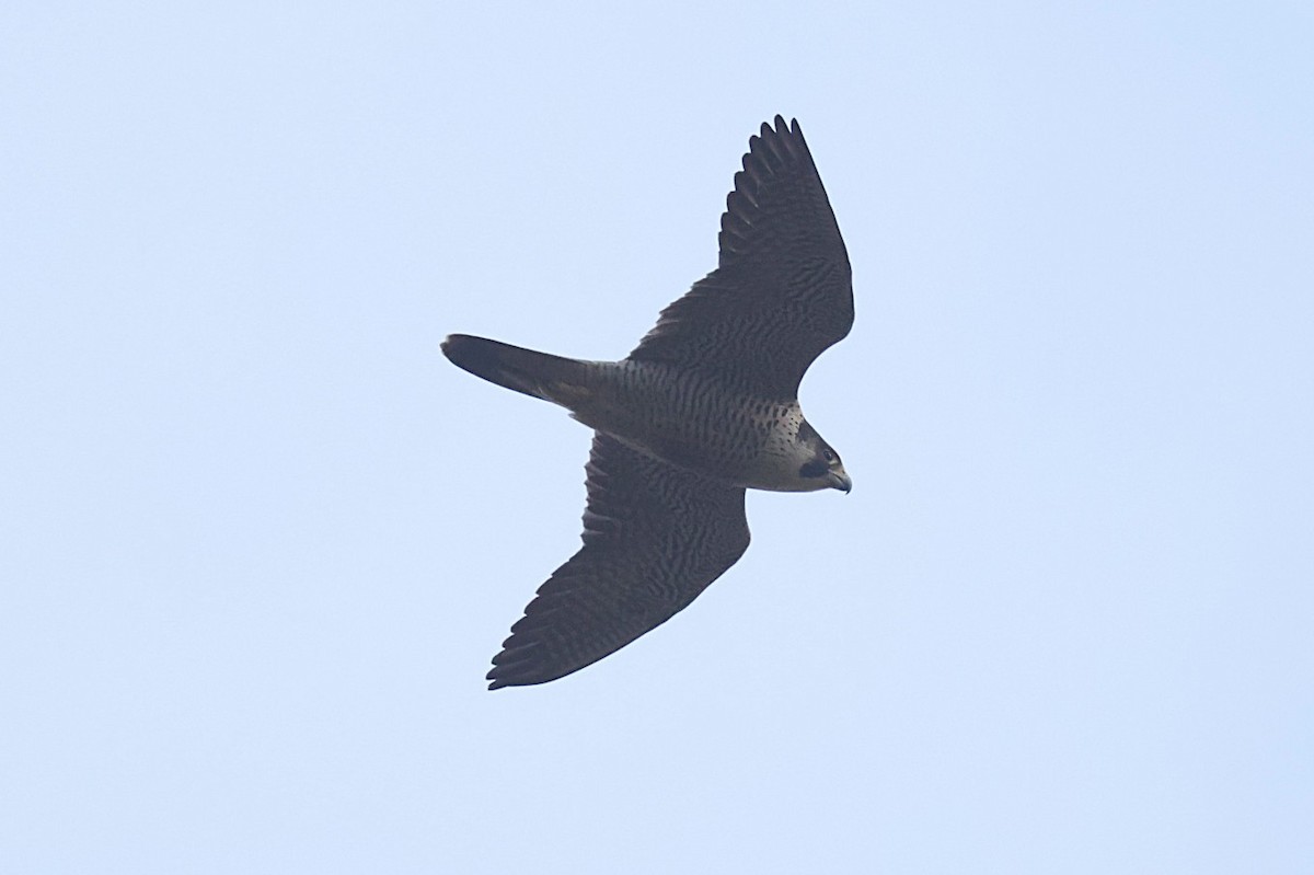 Peregrine Falcon - ML646702172