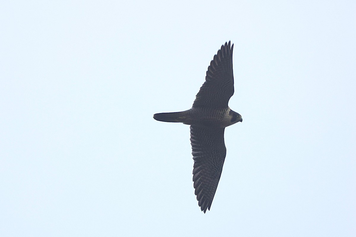 Peregrine Falcon - ML646702173