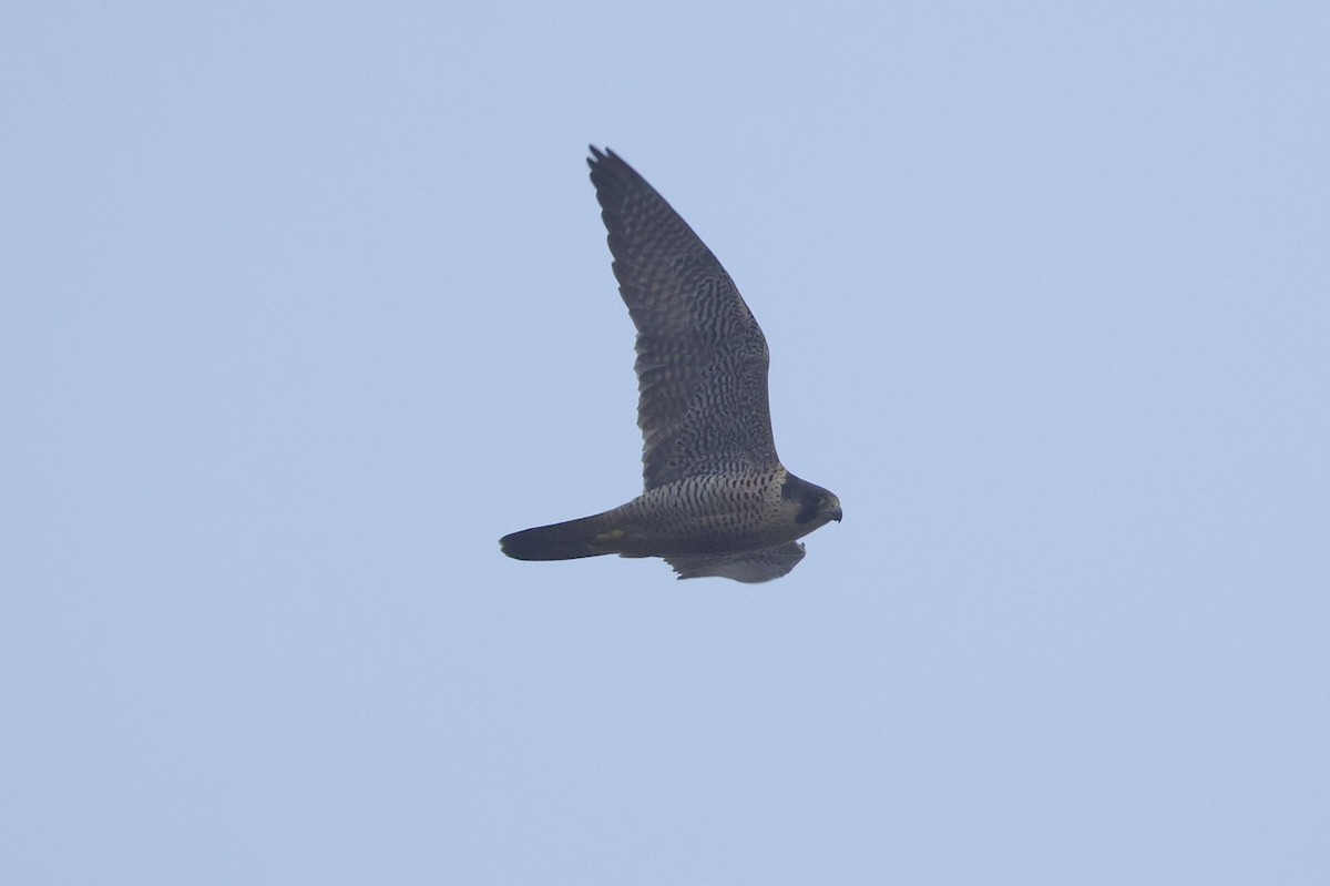 Peregrine Falcon - ML646702174