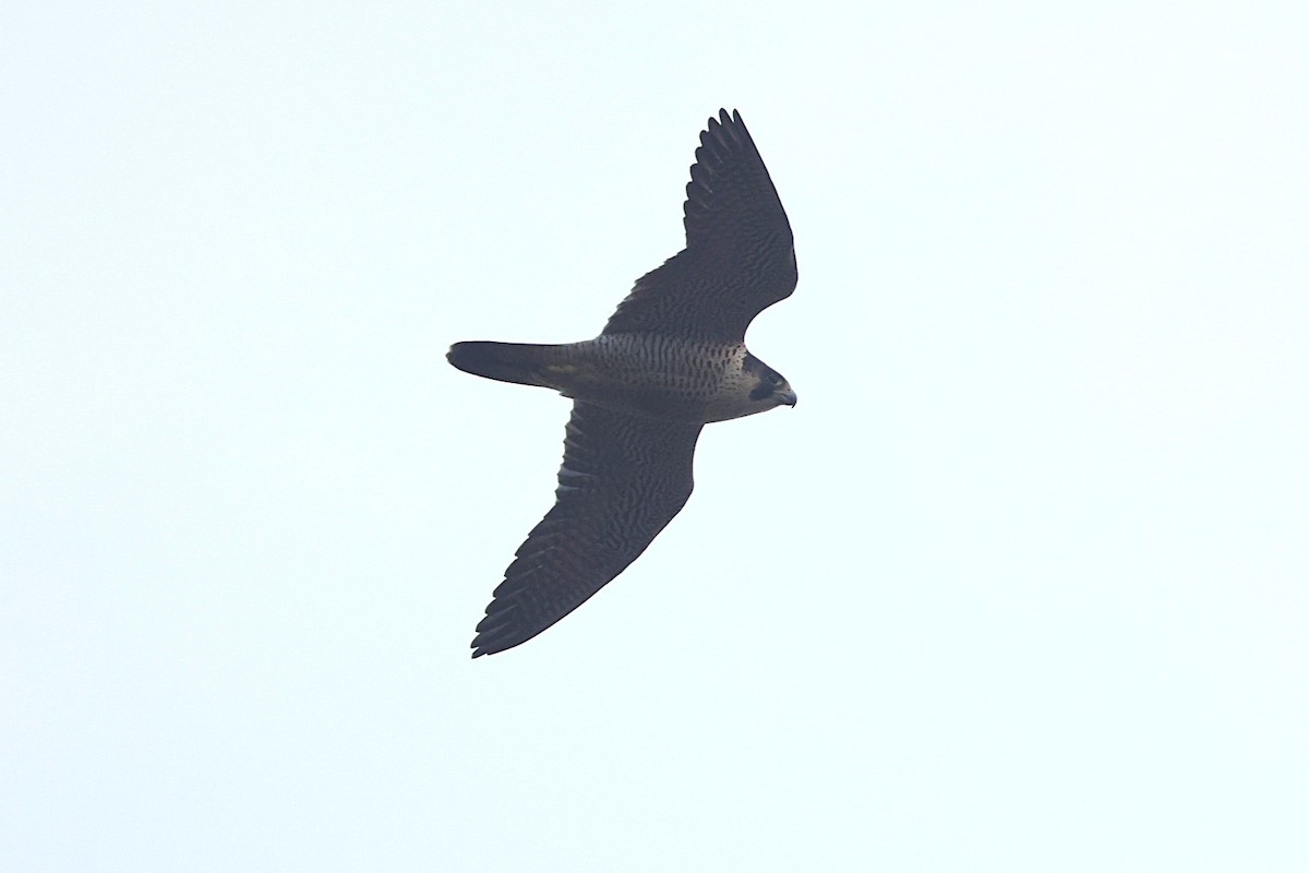 Peregrine Falcon - ML646702175