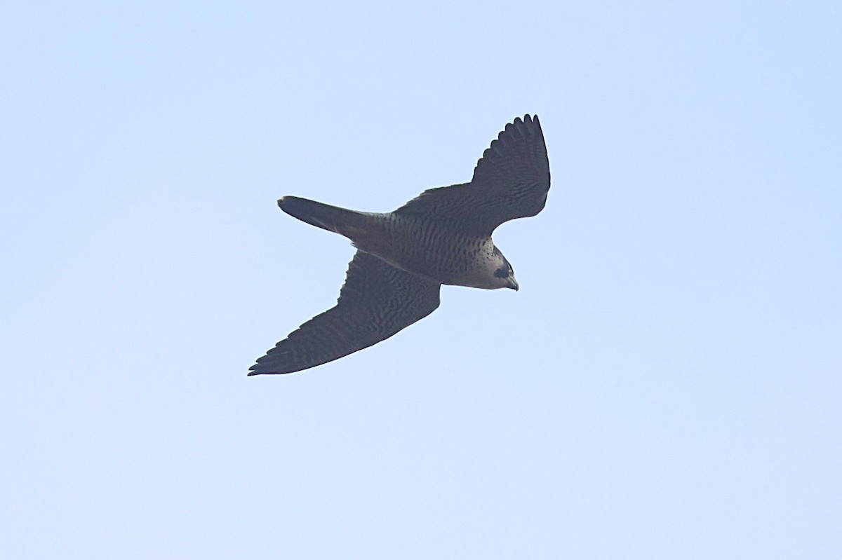 Peregrine Falcon - ML646702176