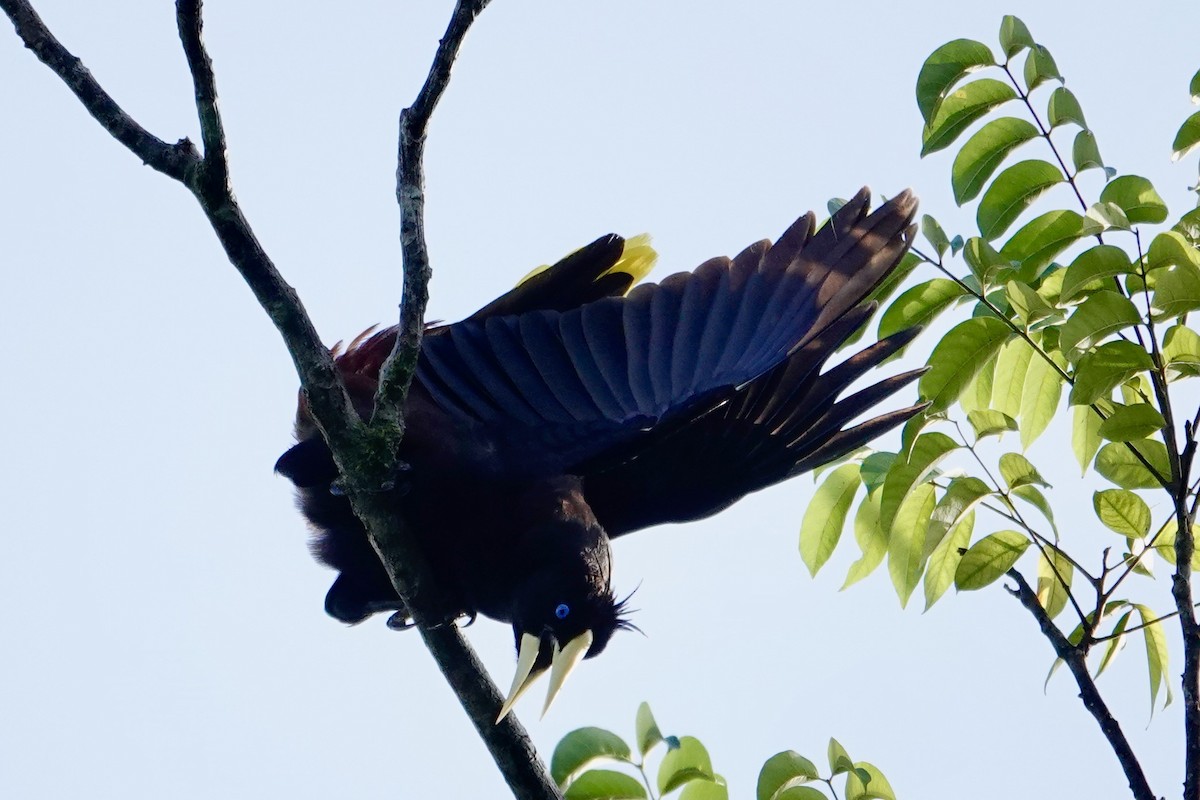 Crested Oropendola - ML646702179