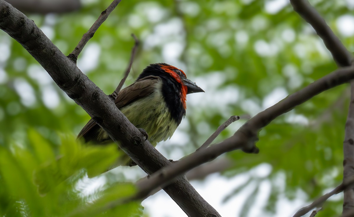 Black-collared Barbet - ML646702224