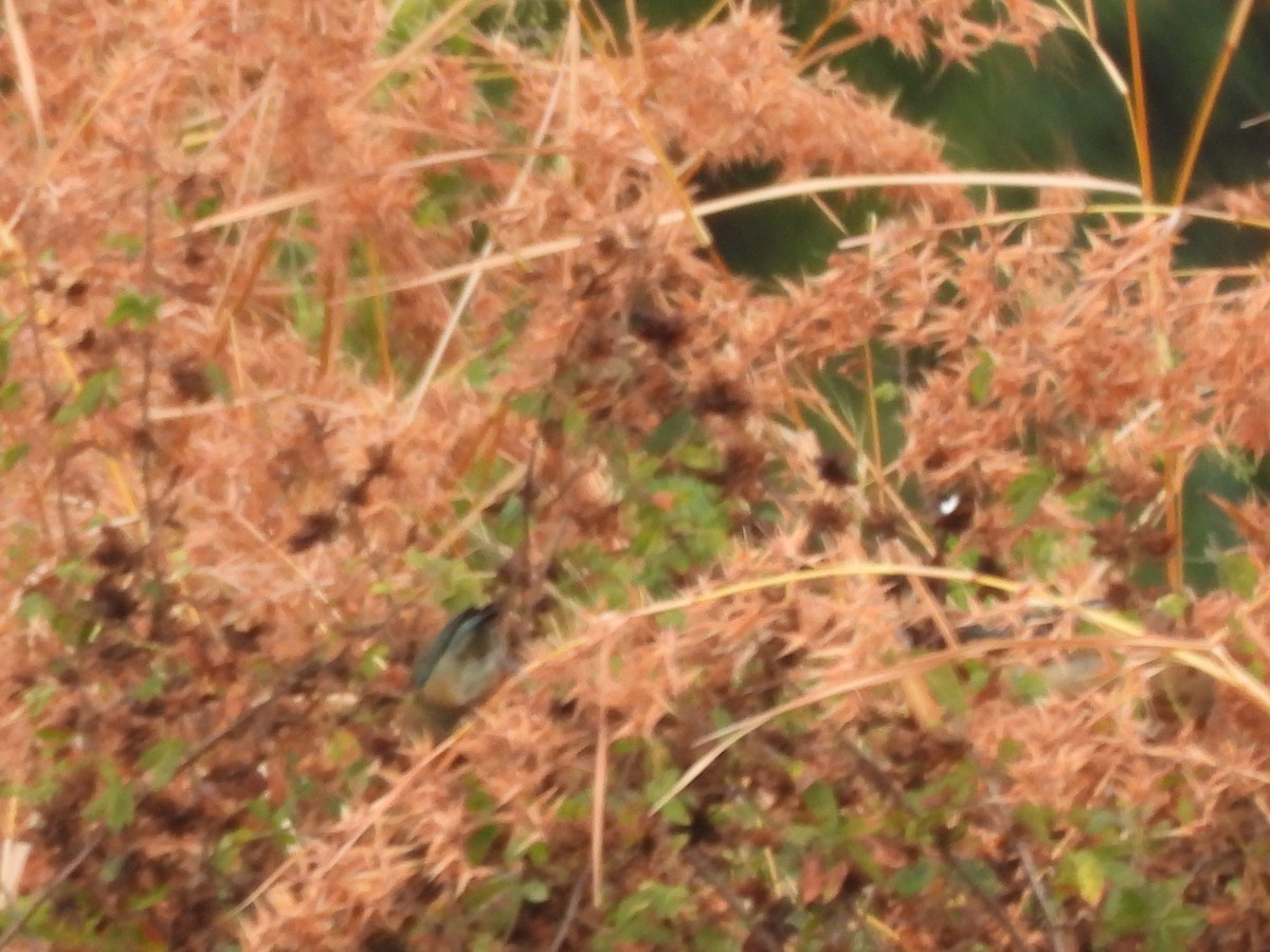 Lazuli Bunting - ML646702229