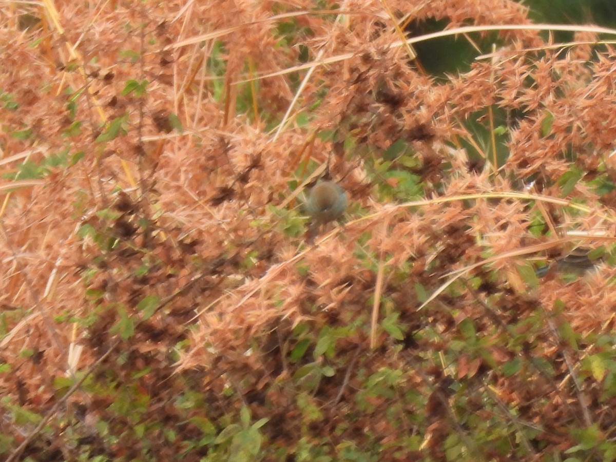 Lazuli Bunting - ML646702230