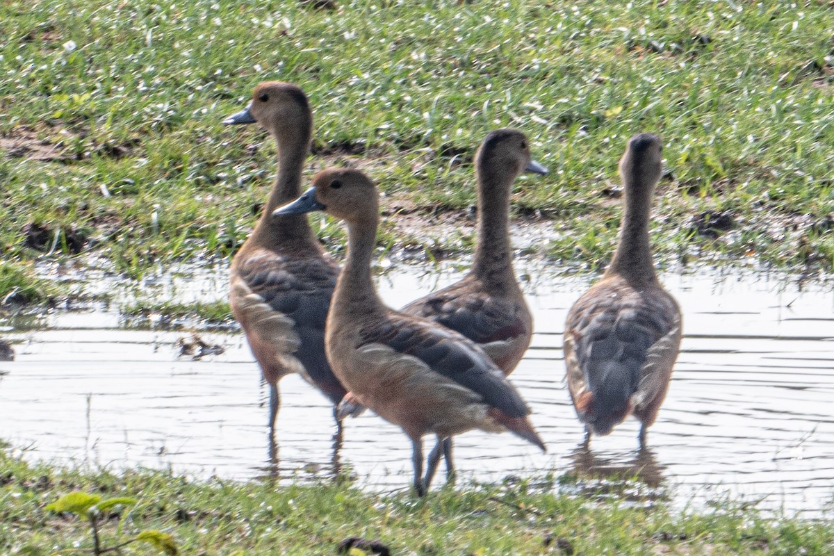 Suirirí de Java - ML646702231