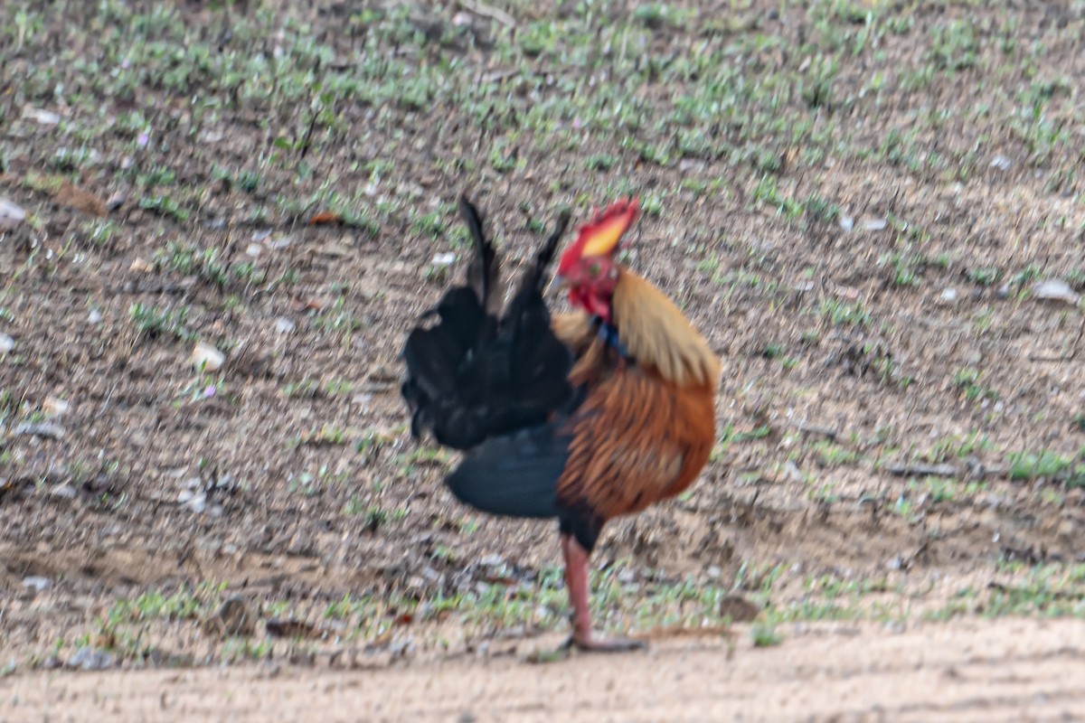 Gallo de Sri Lanka - ML646702232