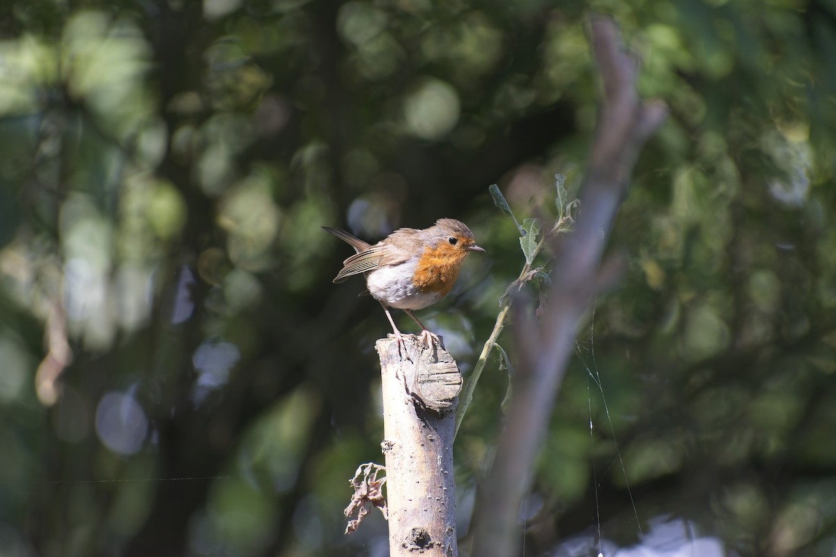 Өрнийн зээрд омруут - ML646702234