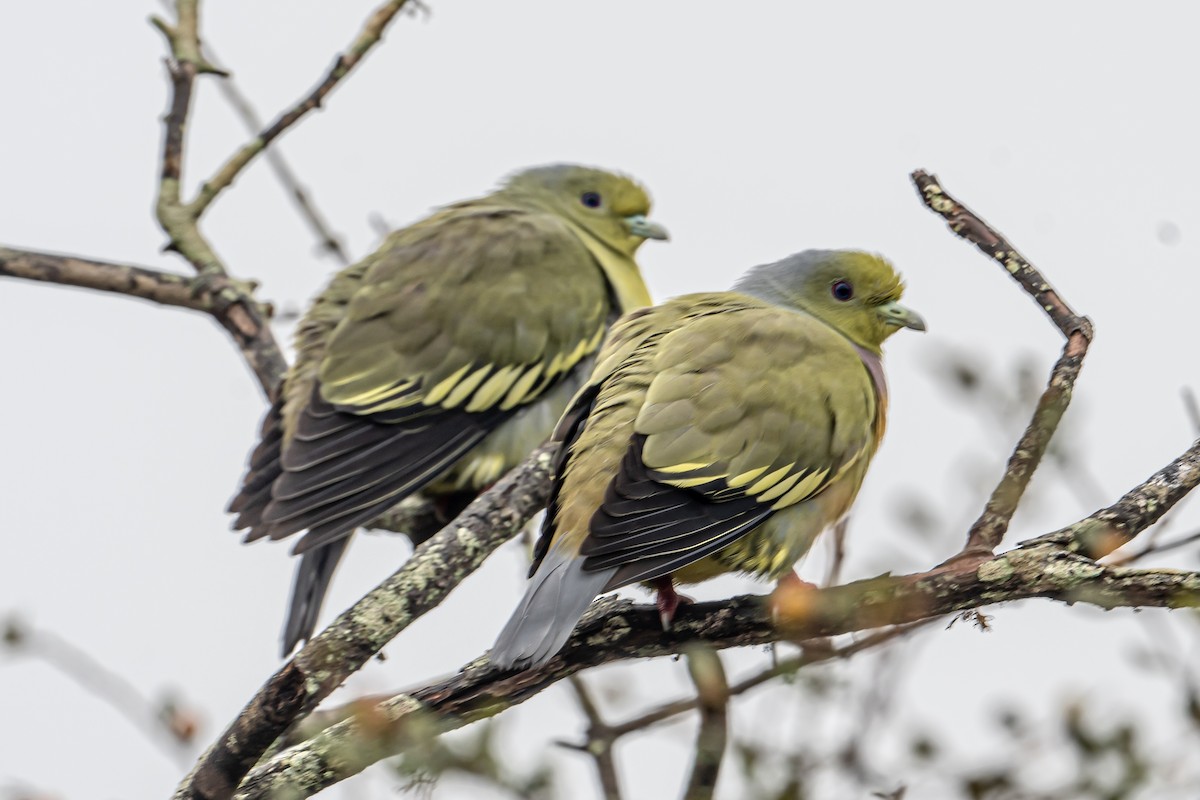 Turuncu Göğüslü Yeşil Güvercin - ML646702235