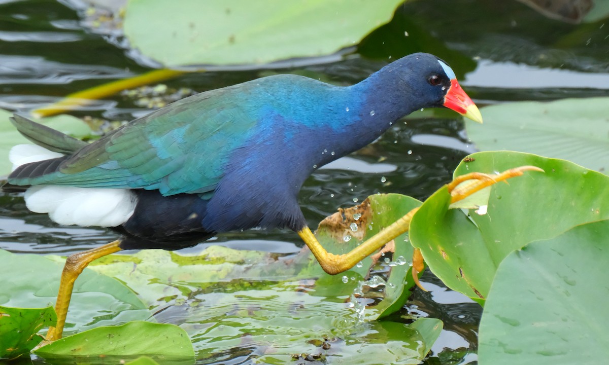 Purple Gallinule - ML646702238