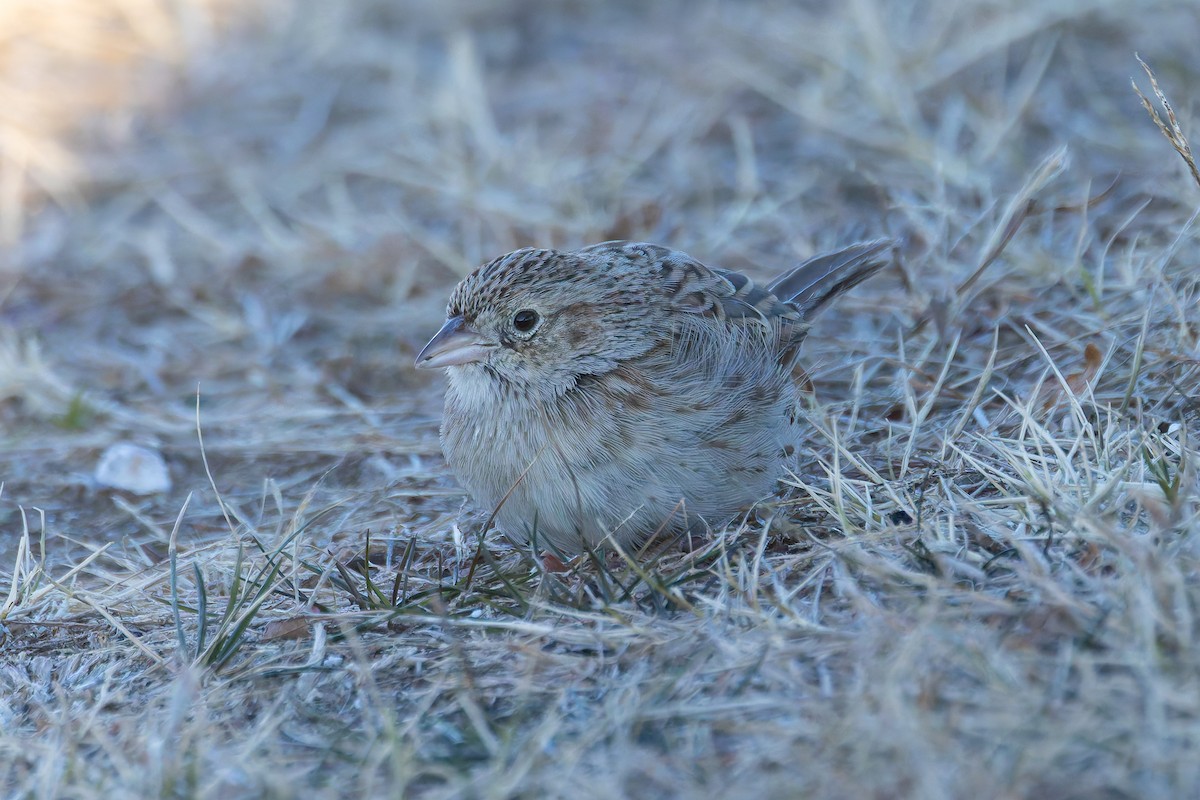 Cassin's Sparrow - ML646702239