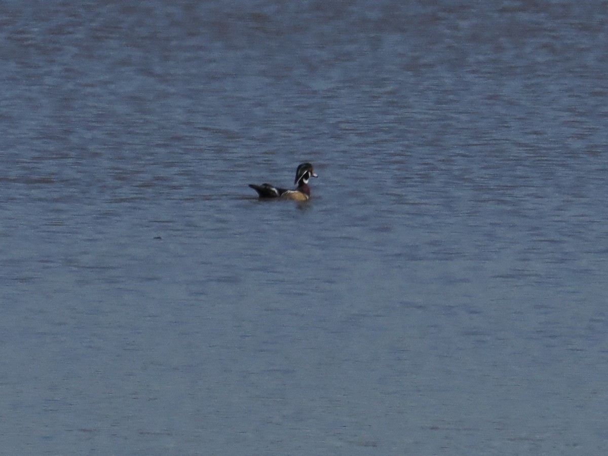 Canard branchu - ML646702241