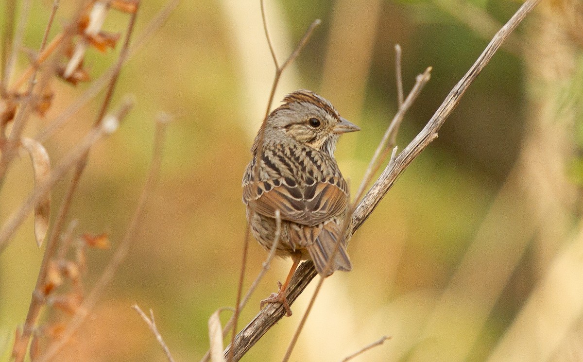 strnadec pruhohlavý - ML646702242