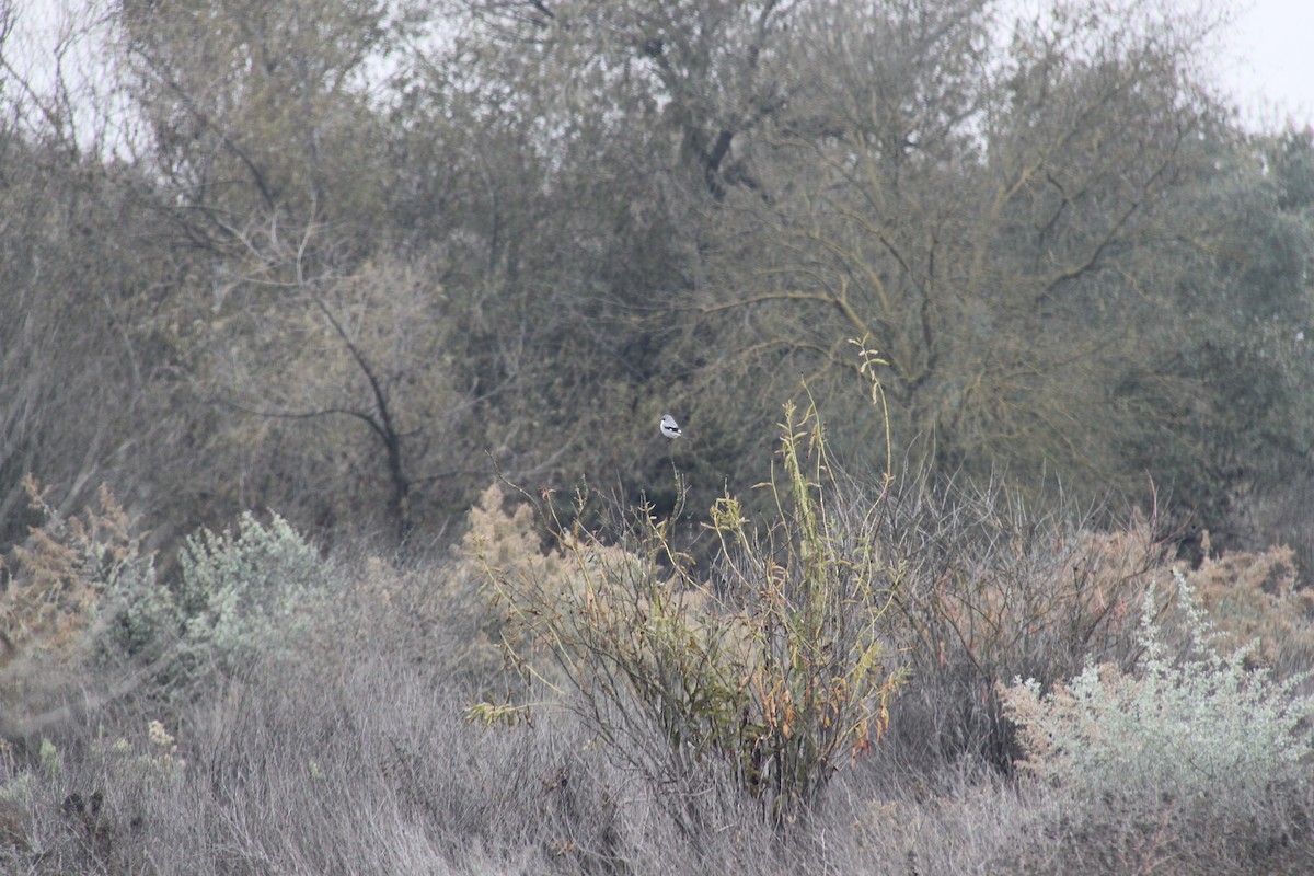 Loggerhead Shrike - ML646702244