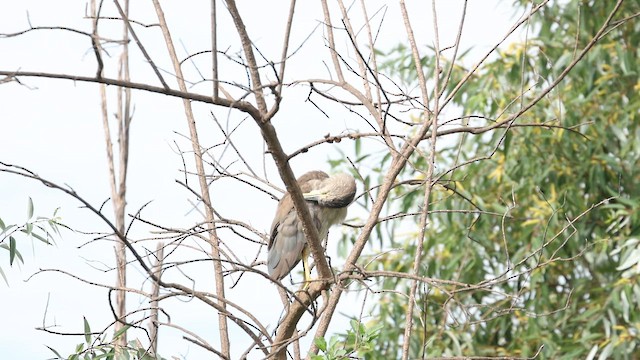 אנפת לילה - ML646702246
