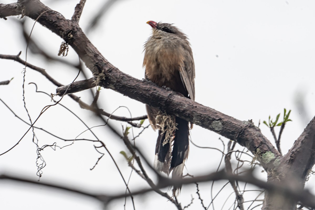 Malcoha Sirkir - ML646702247