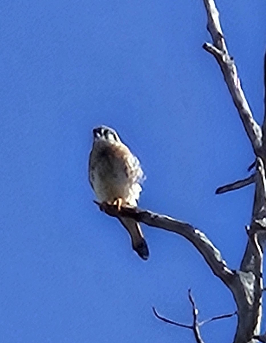 American Kestrel - ML646702248