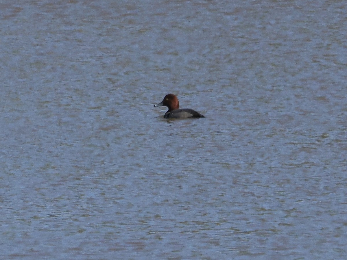Redhead - ML646702249