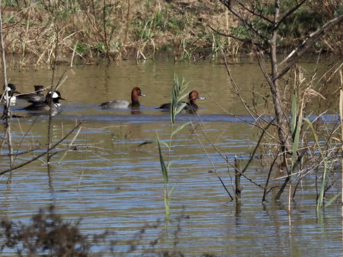 Redhead - ML646702250