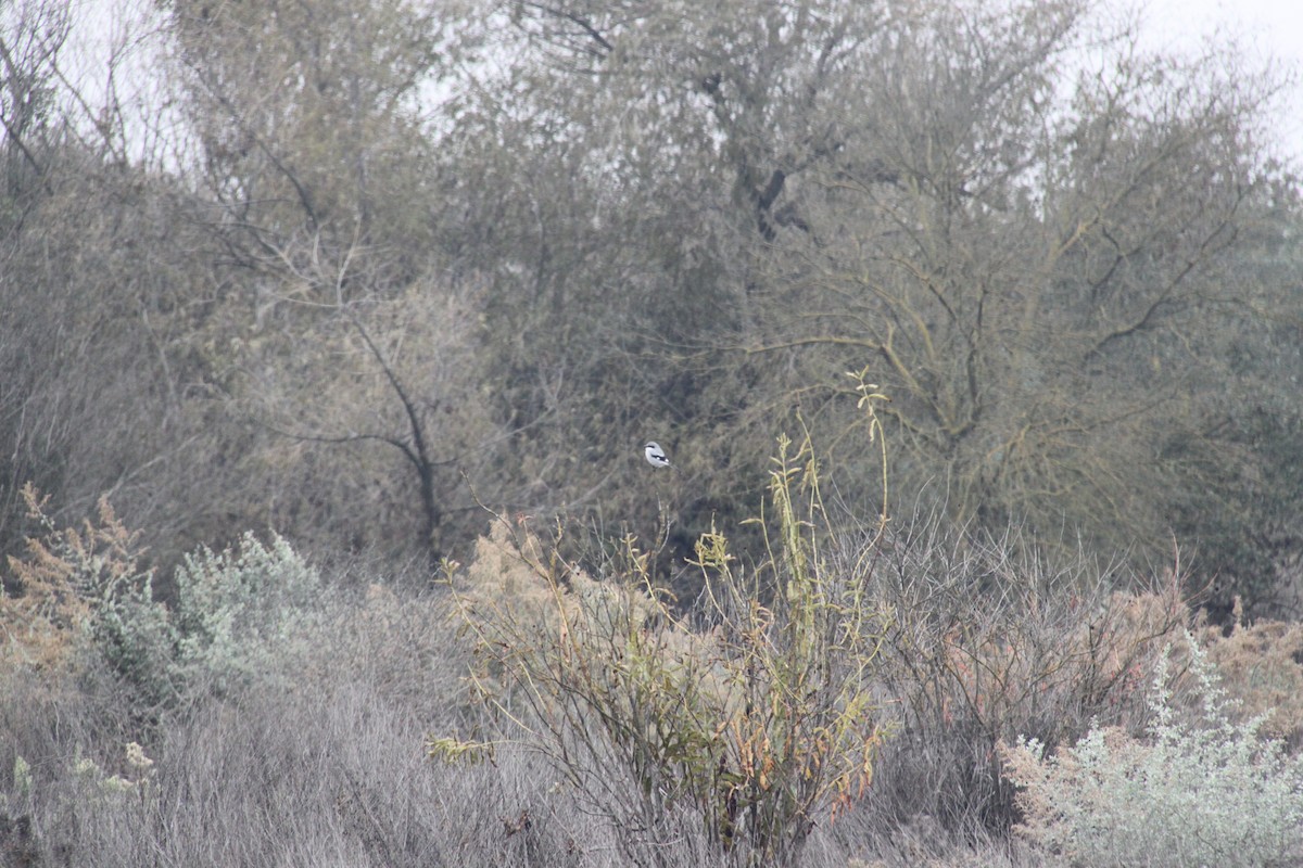 Loggerhead Shrike - ML646702252