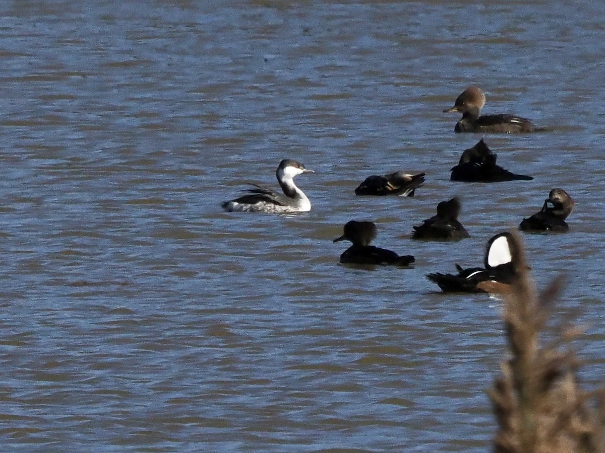 Horned Grebe - ML646702254