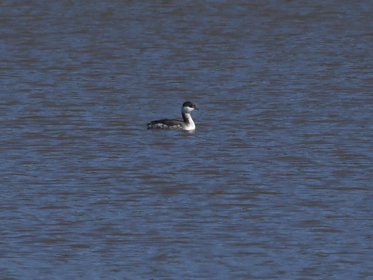 Horned Grebe - ML646702255