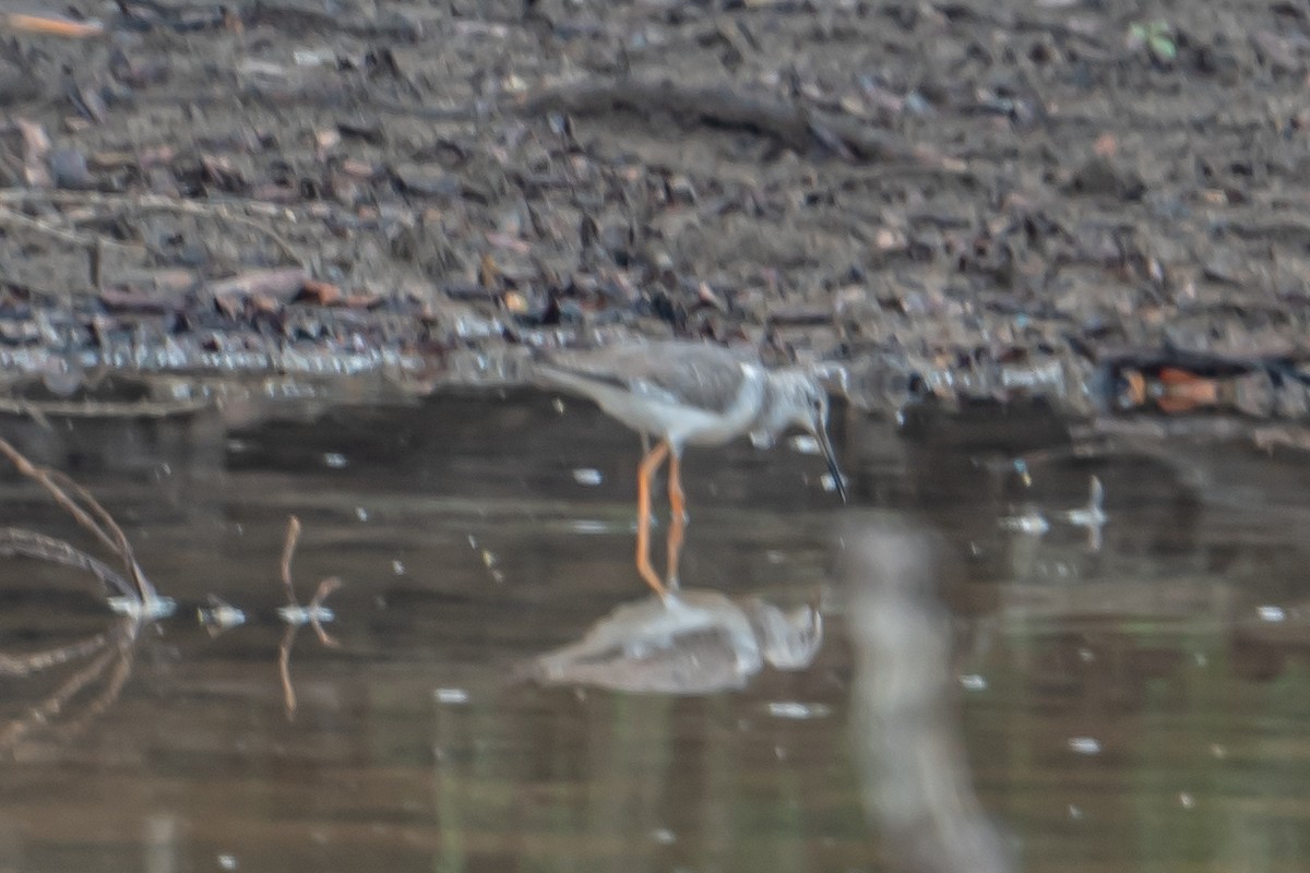 Archibebe Común - ML646702256