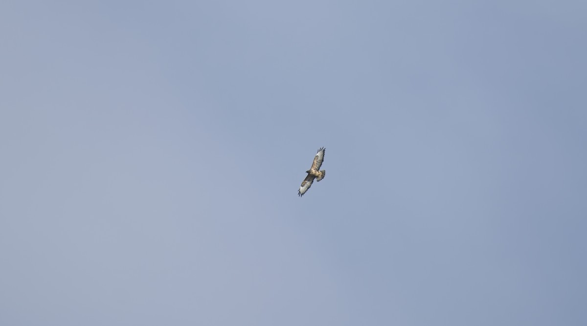 Ойн сар - ML646702257